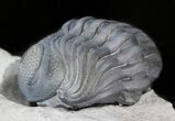 Enrolled Eldredgeops Trilobite In Matrix - New York #43799-2